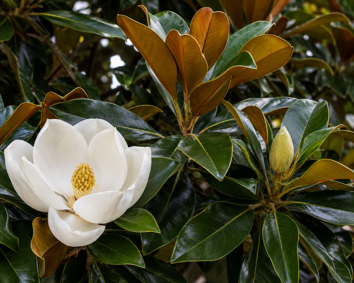 Coolwyn Gloss magnolia foliage