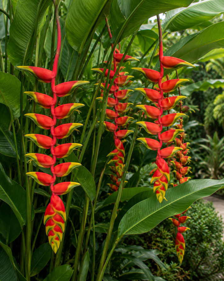 Heliconia in flower