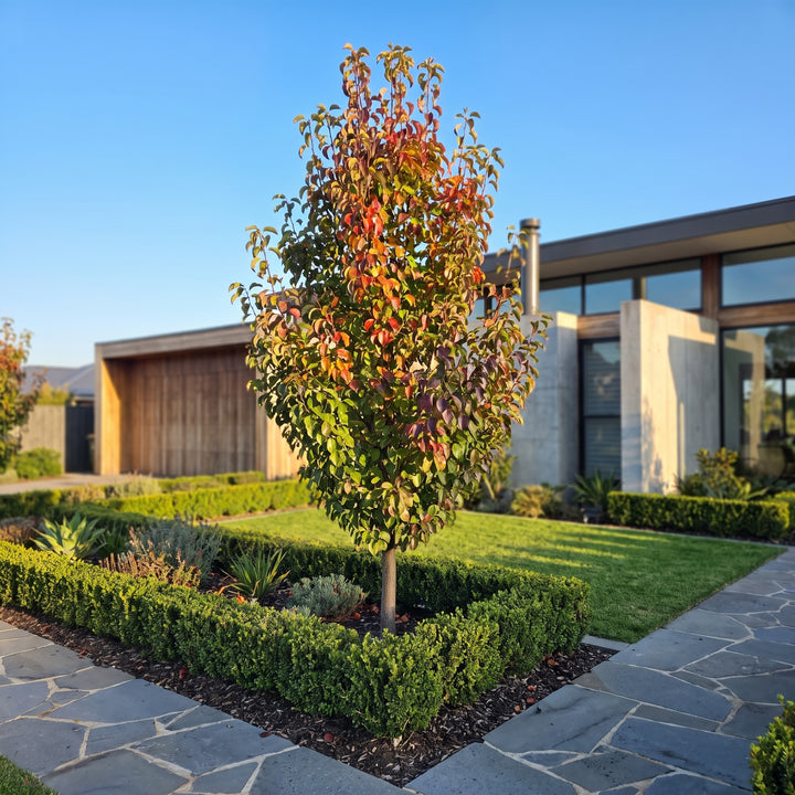 Ornamental Pear
