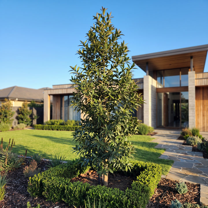 Kauri Pine