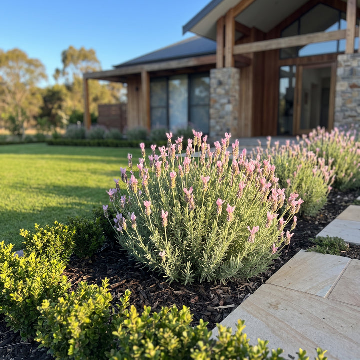 Lavender