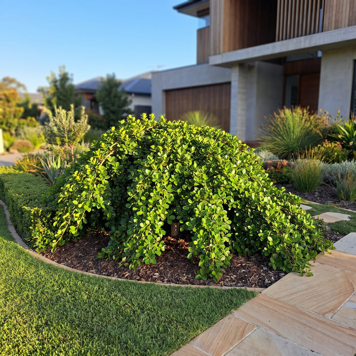 Hill's Weeping Fig