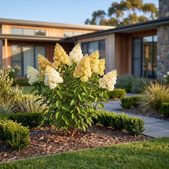 Panicle Hydrangea