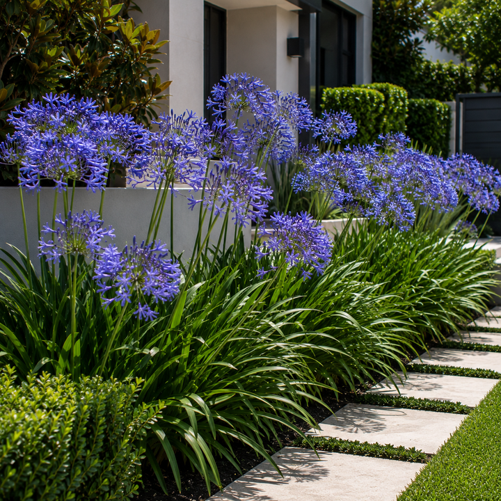 Agapanthus orientalis Blue