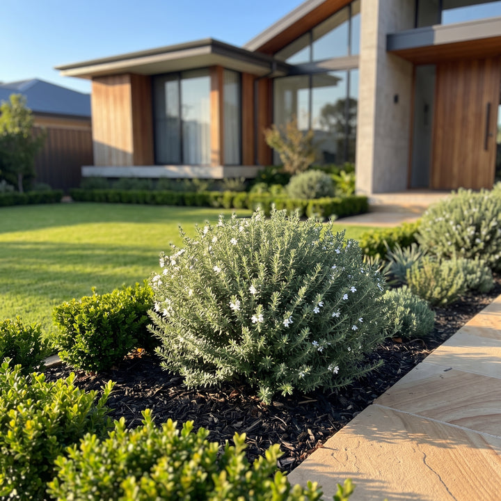 Native Rosemary