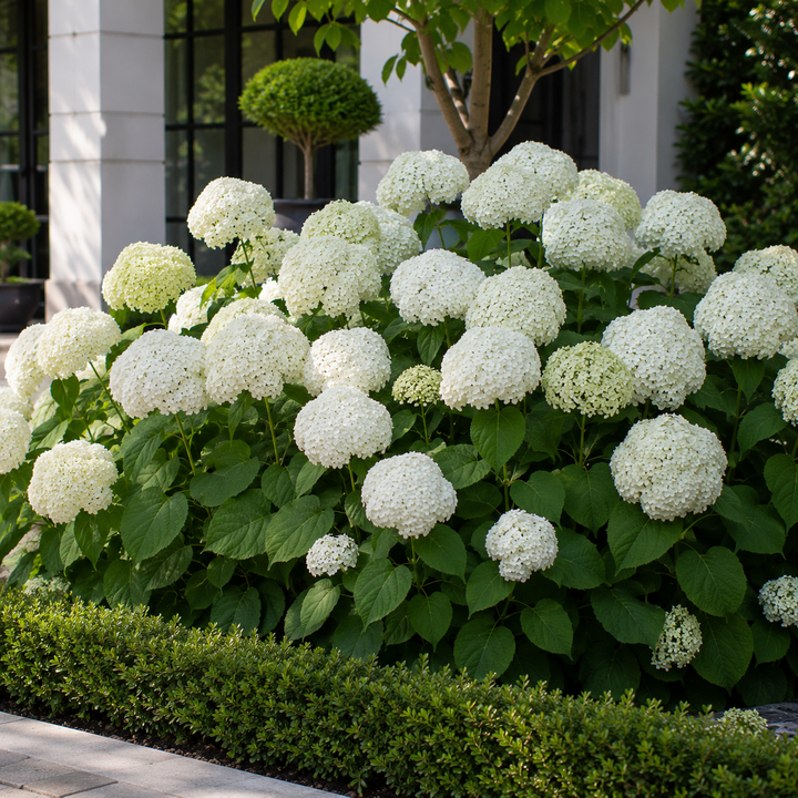 Flowering Plants