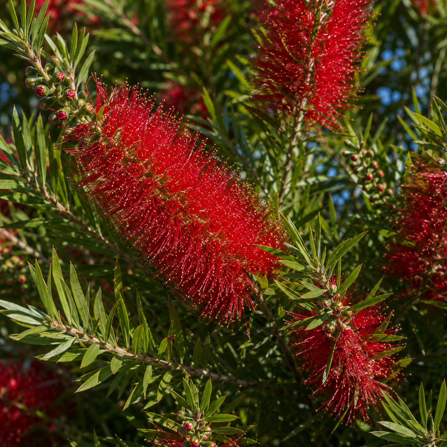 Australian Native Plants
