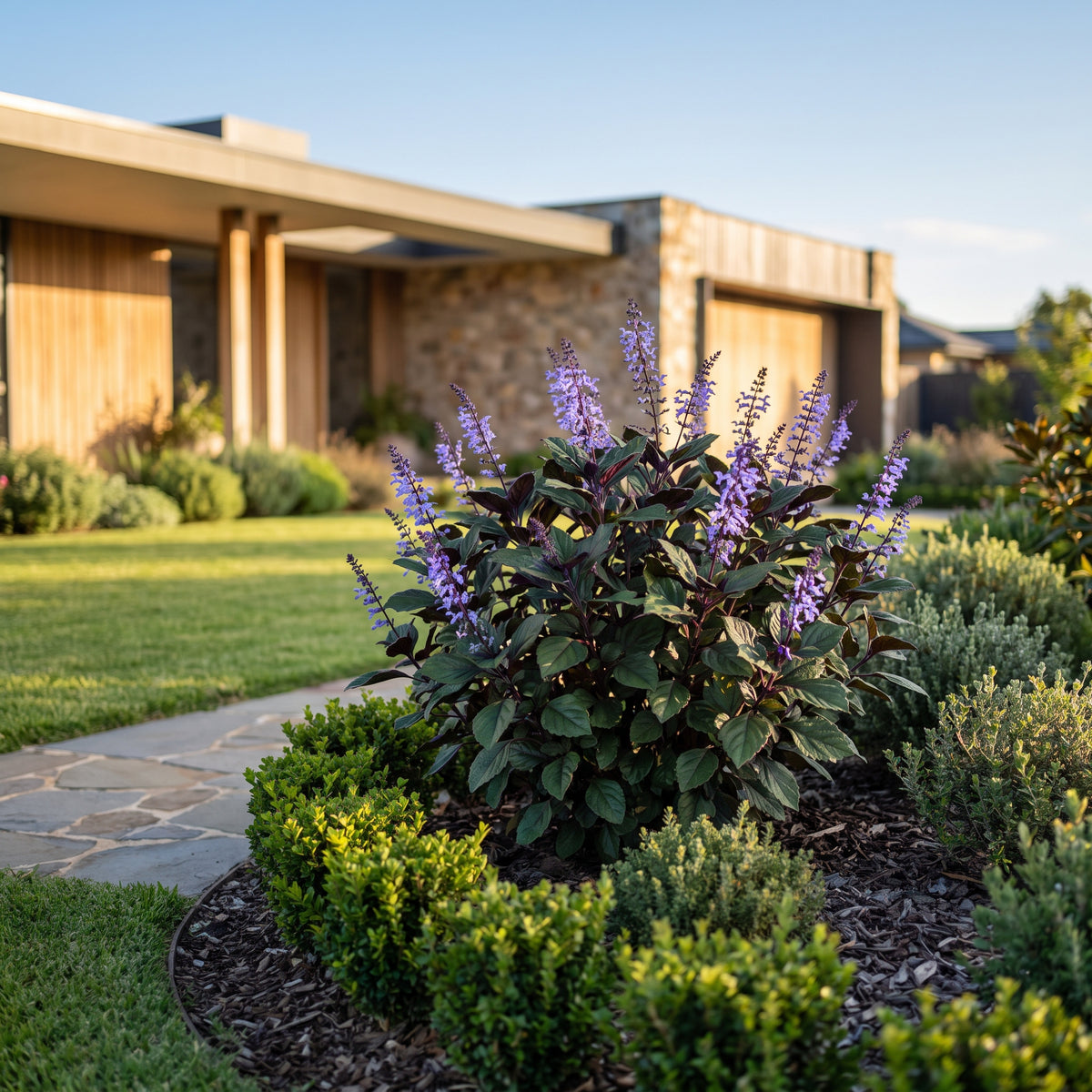 Plectranthus Mona® Lavender