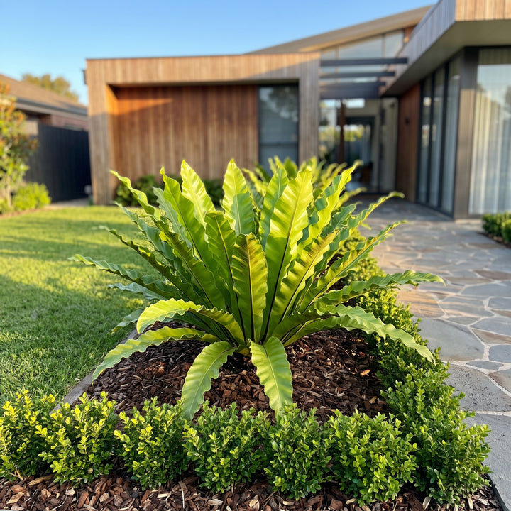 Birds Nest Fern