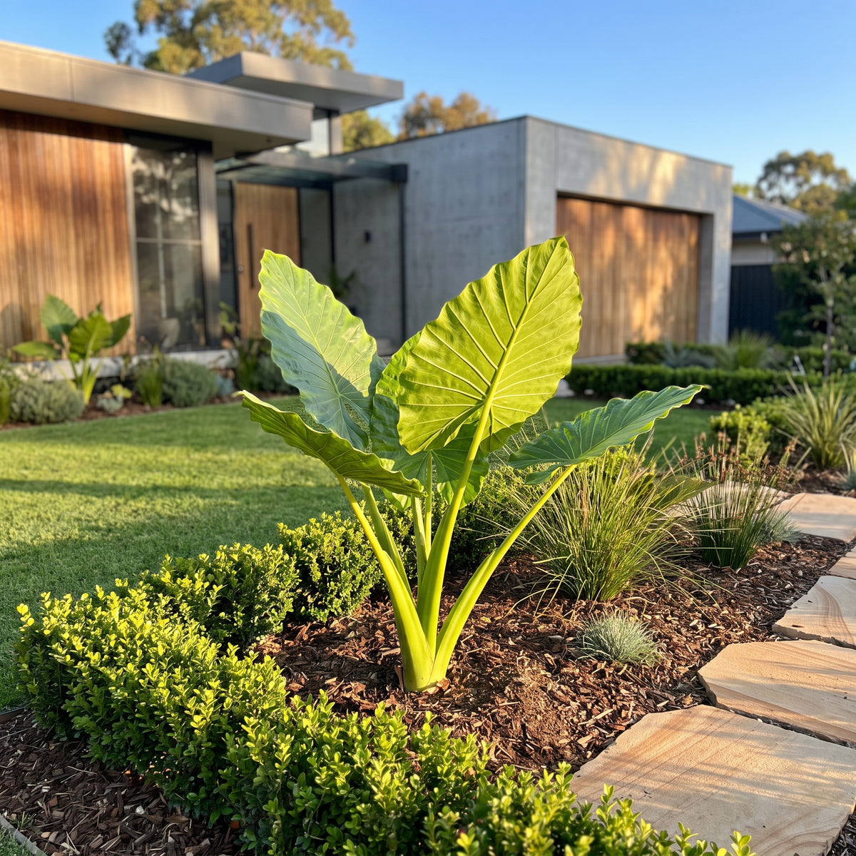 Elephant Ears