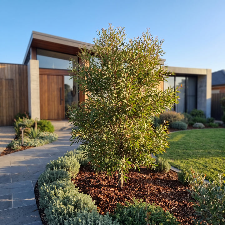 Willow Leaved Hakea