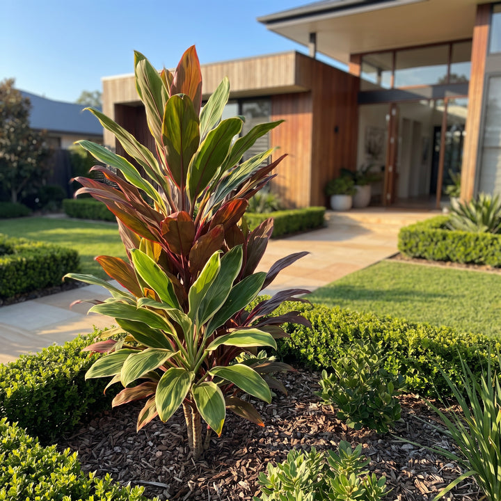 Ti Plant