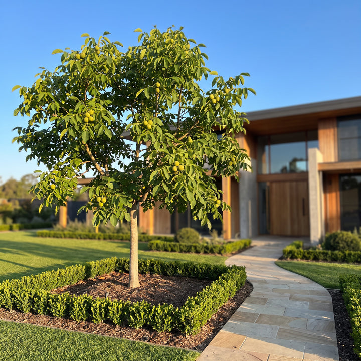 Walnut