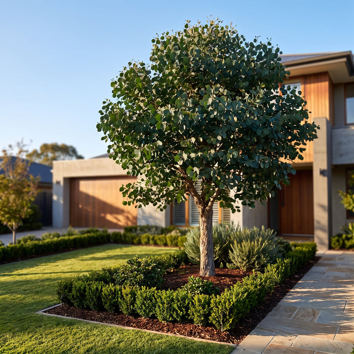 Gum Tree