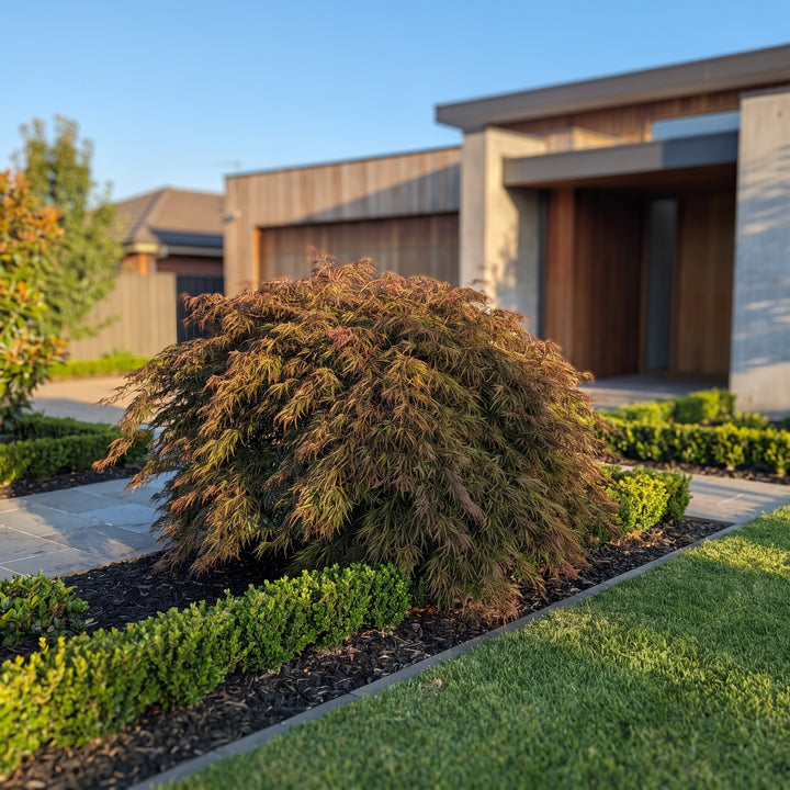 Japanese Maple