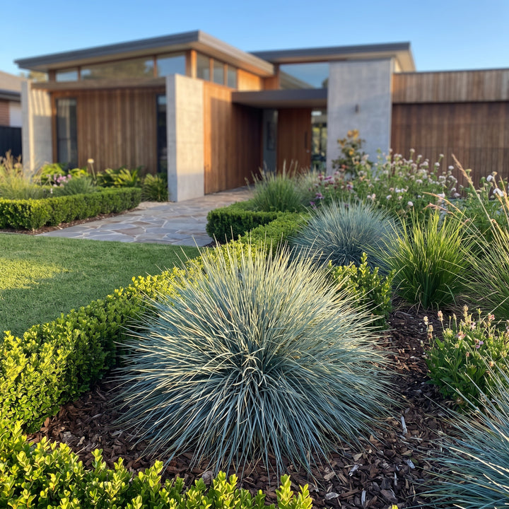 Blue Fescue