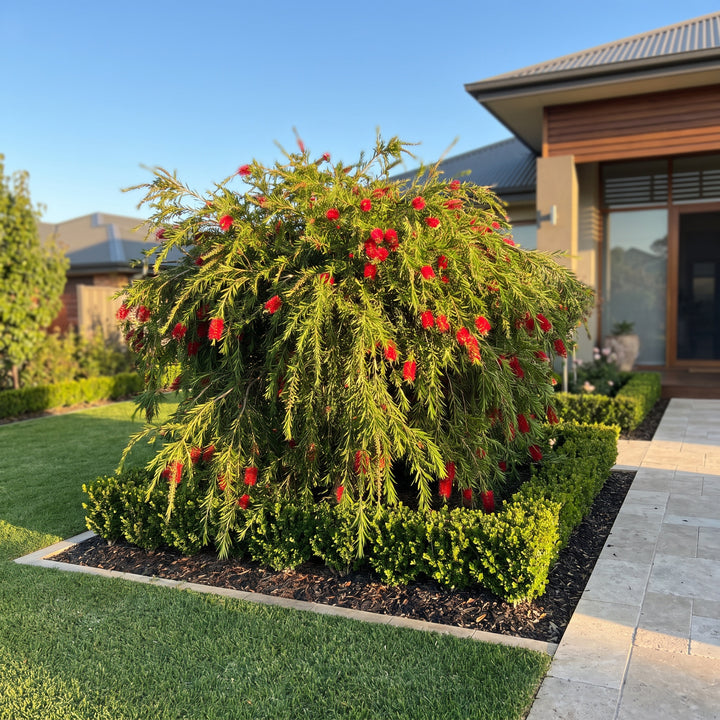 Weeping Bottlebrush