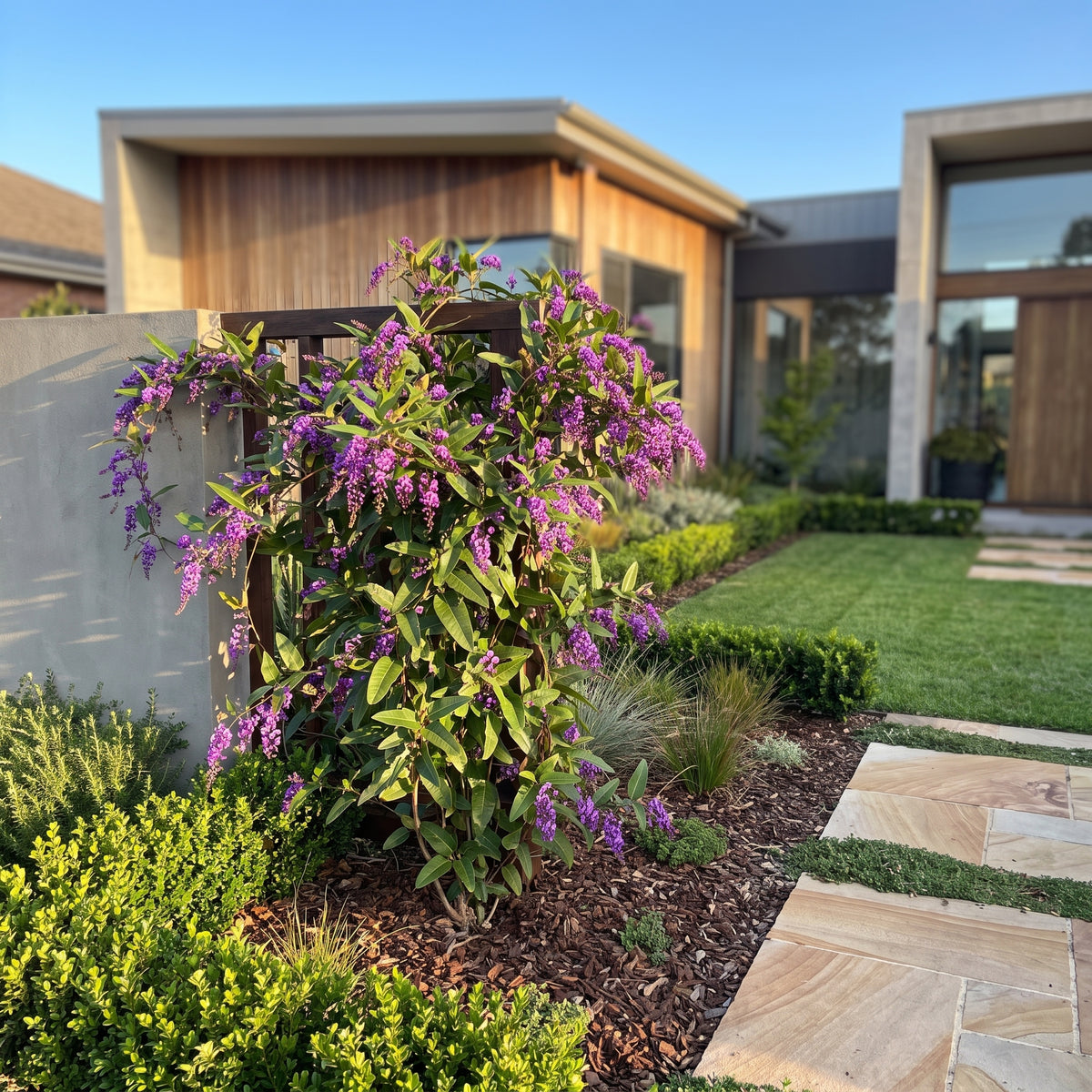 Purple Coral Pea