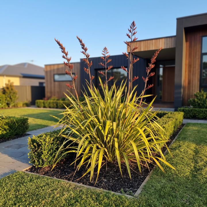 New Zealand Flax