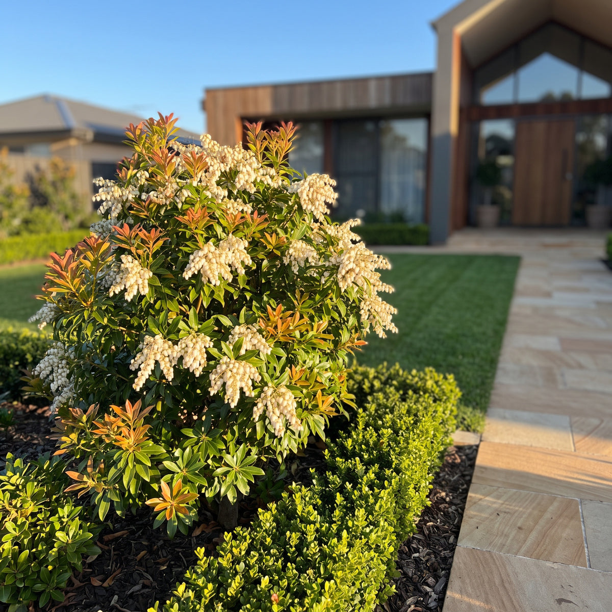 Lily Of The Valley Shrub
