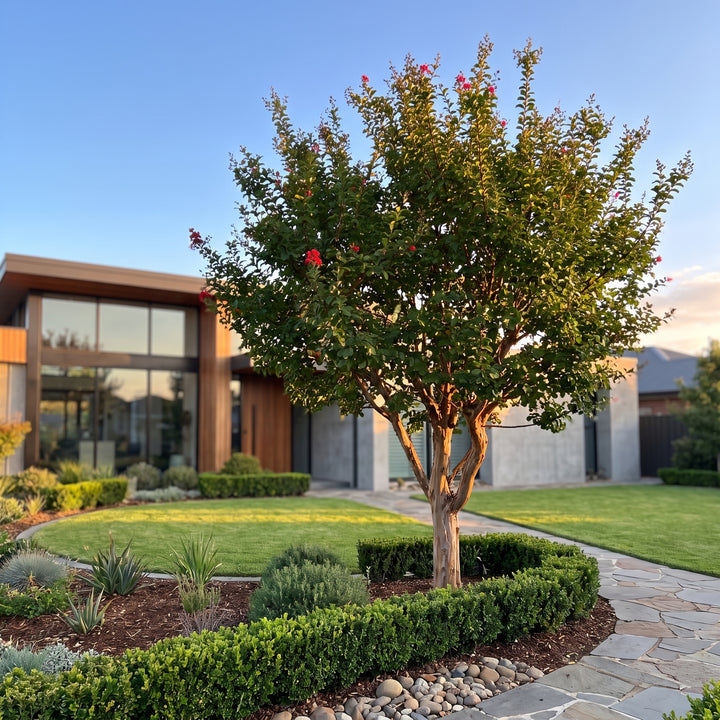 Crepe Myrtle