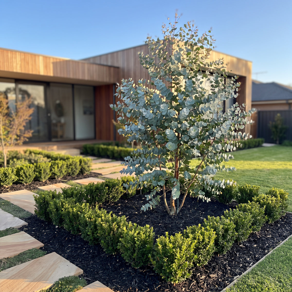 Gum Tree