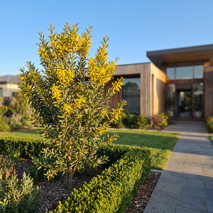 Wattle