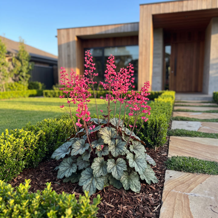 Coral Bells