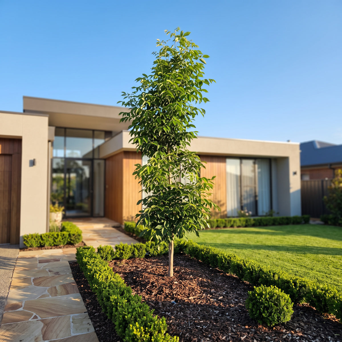 Green Ash