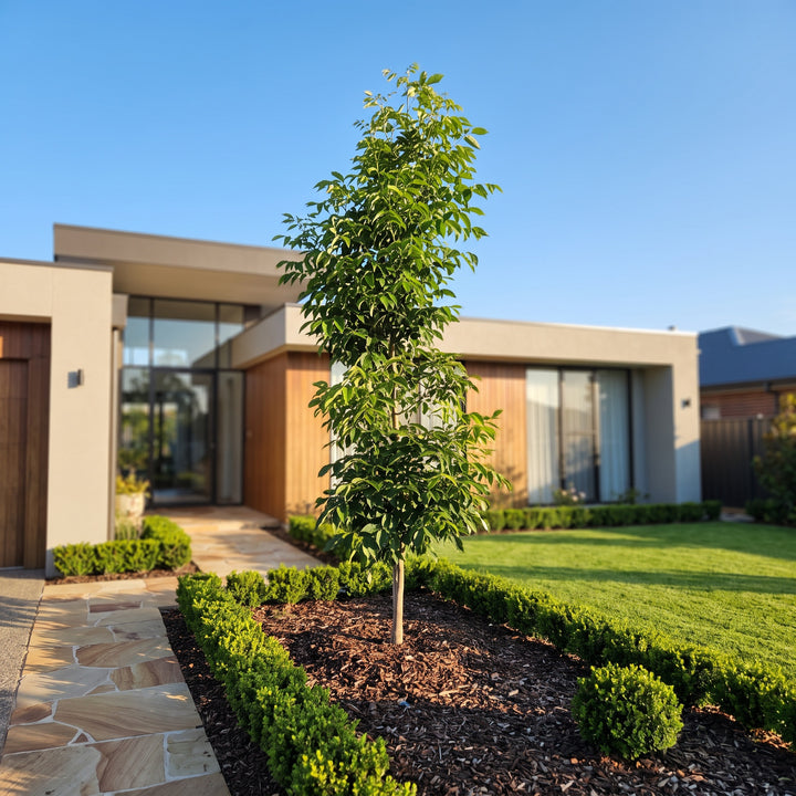 Green Ash