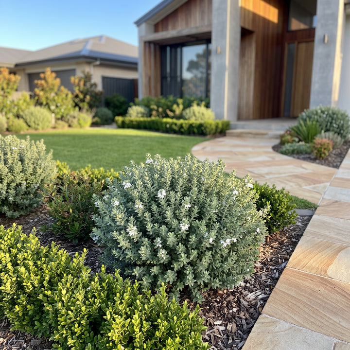 Native Rosemary