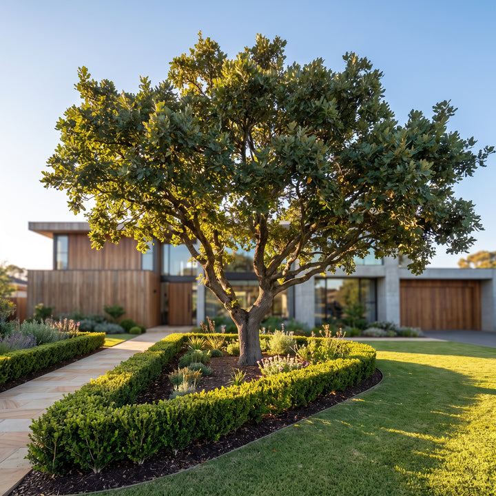 Portuguese Oak