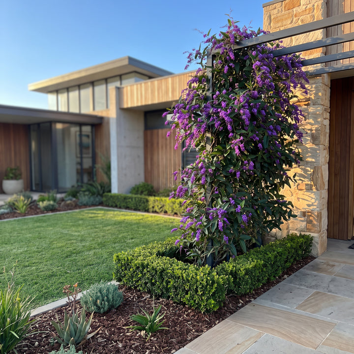 Purple Coral Pea