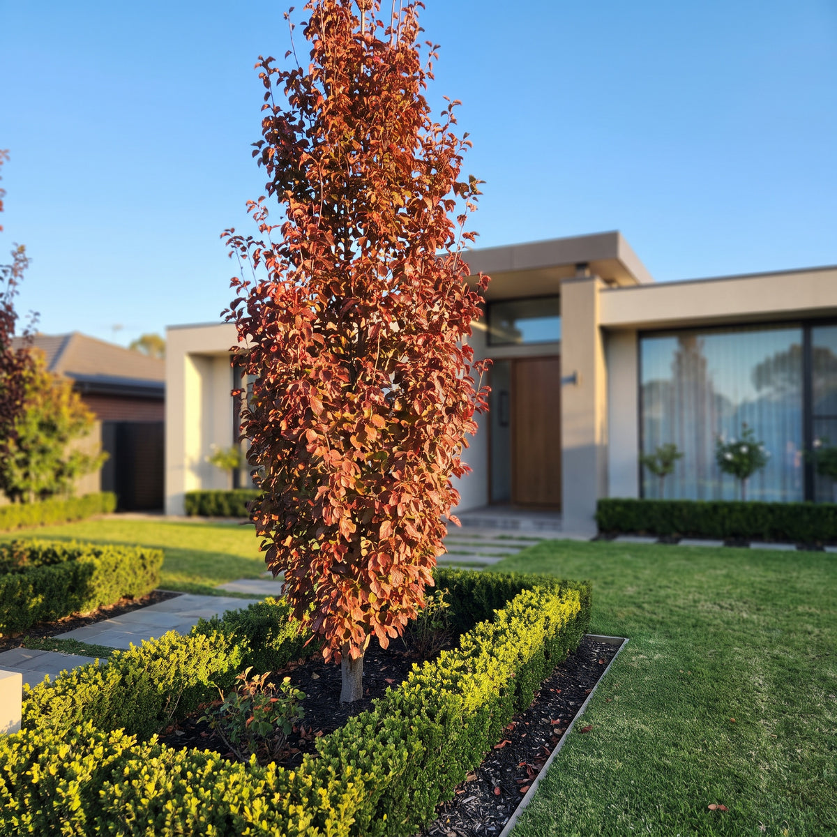Persian Ironwood