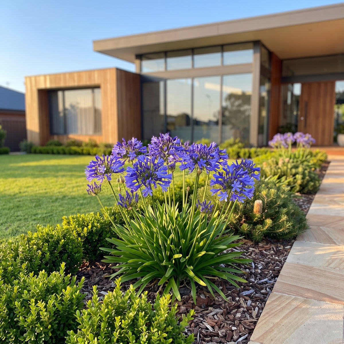 Agapanthus 'ANDbin' PBR Bingo Blue TM