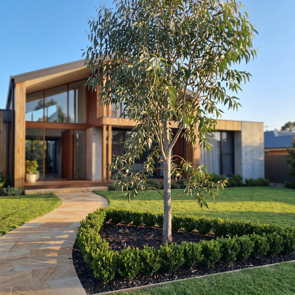 Gum Tree