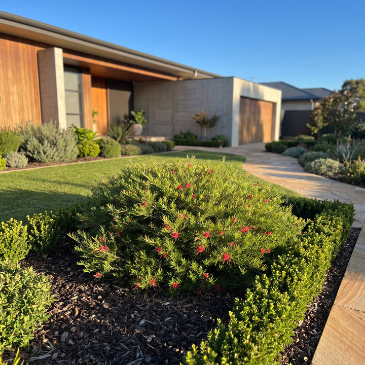 Grevillea obtusifolia Gin Gin Gem