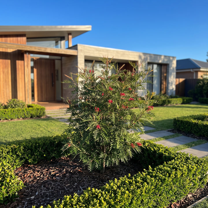 Grevillea hookeriana Red Hooks