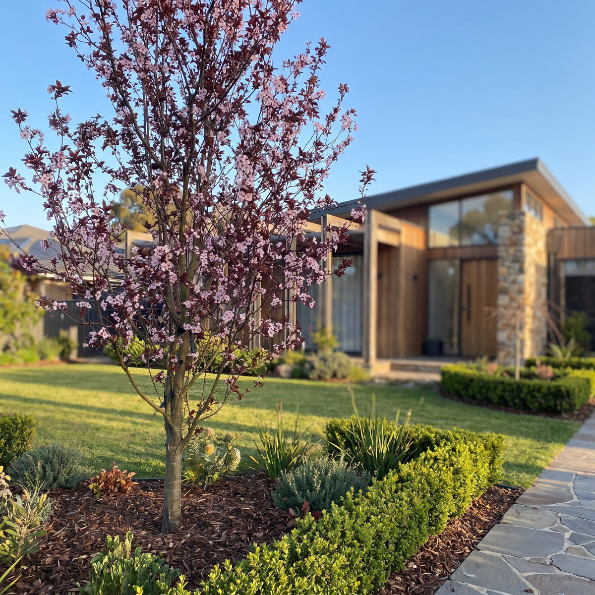 Flowering Plum