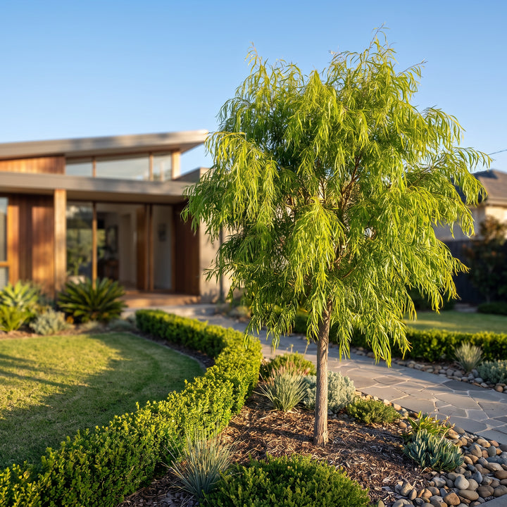 Willow Myrtle