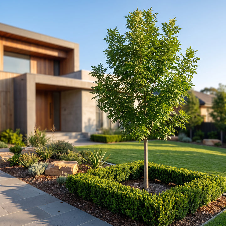Green Ash