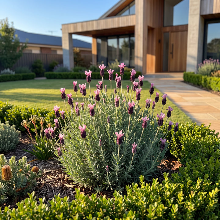 Lavender