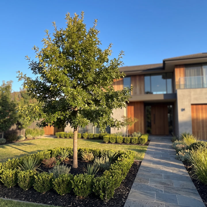 Pin Oak