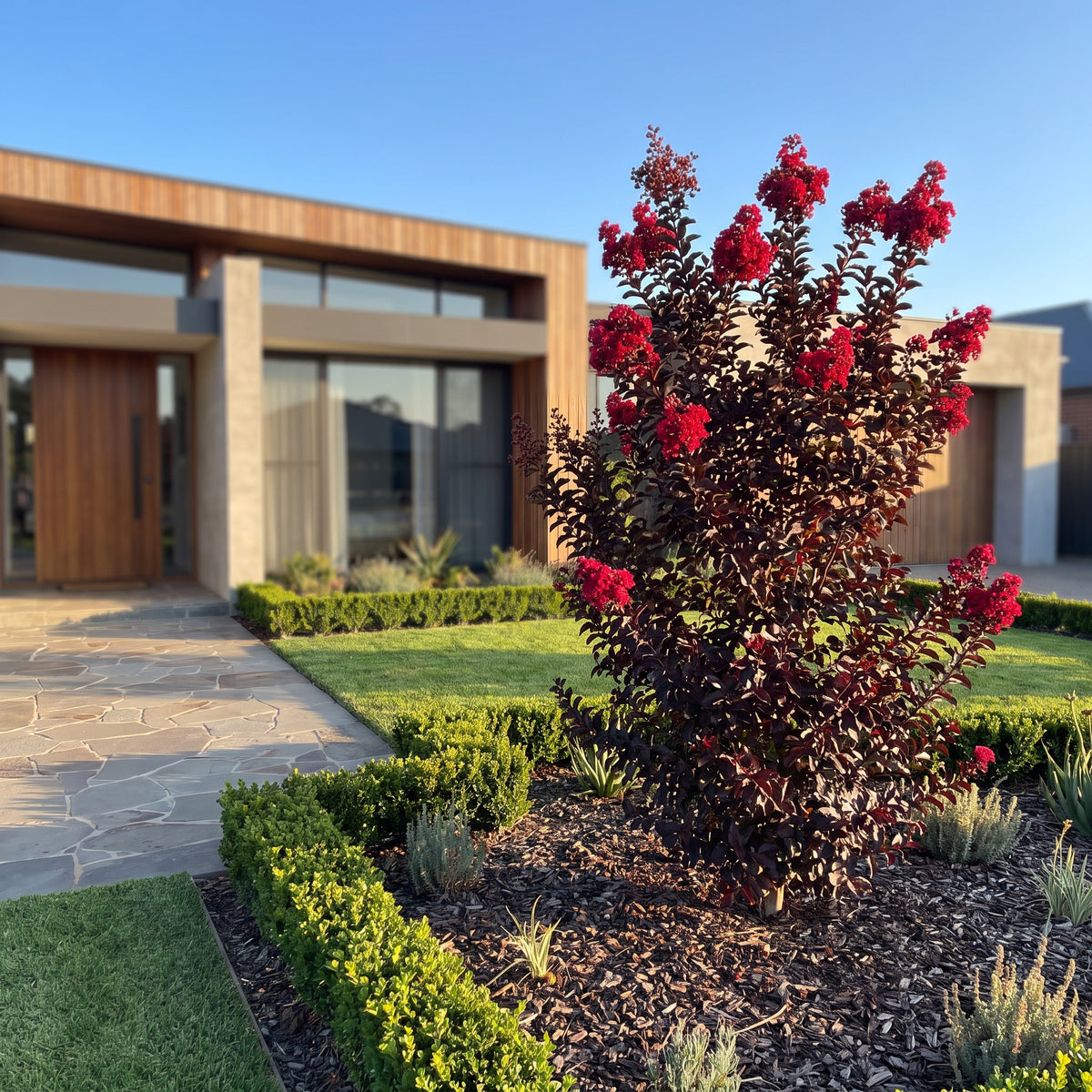 Crepe Myrtle