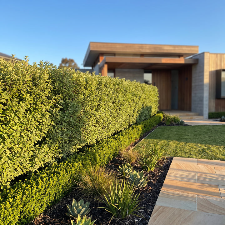 Pittosporum Screenmaster PBR