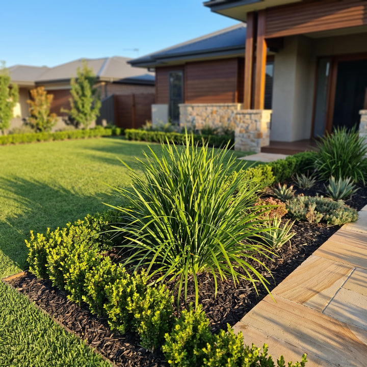 Lily Turf