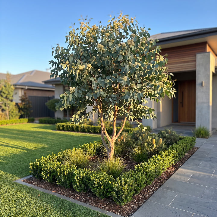 Gum Tree