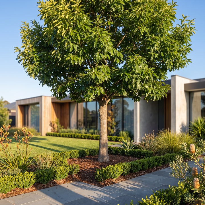 Sawtooth Oak