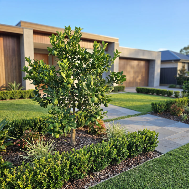 Kaffir Lime