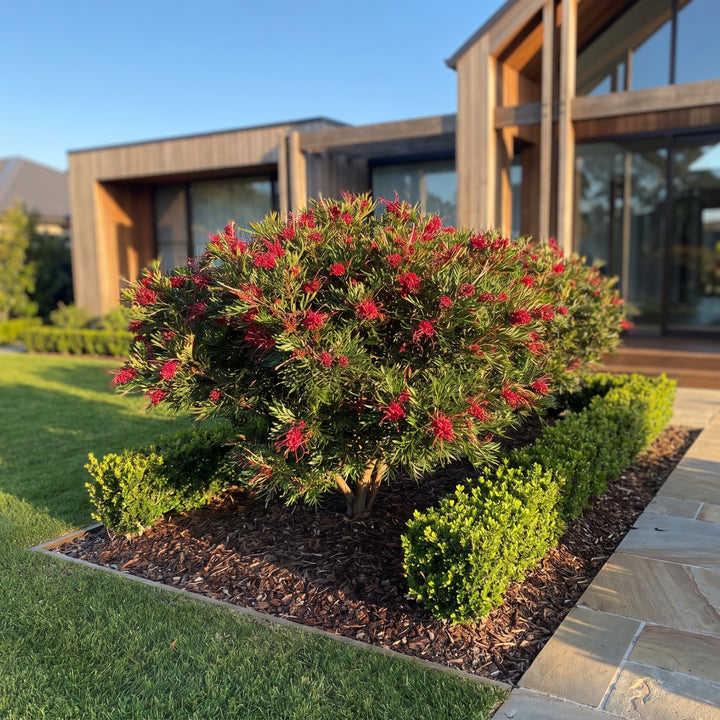 Grevillea Hybrid New Blood
